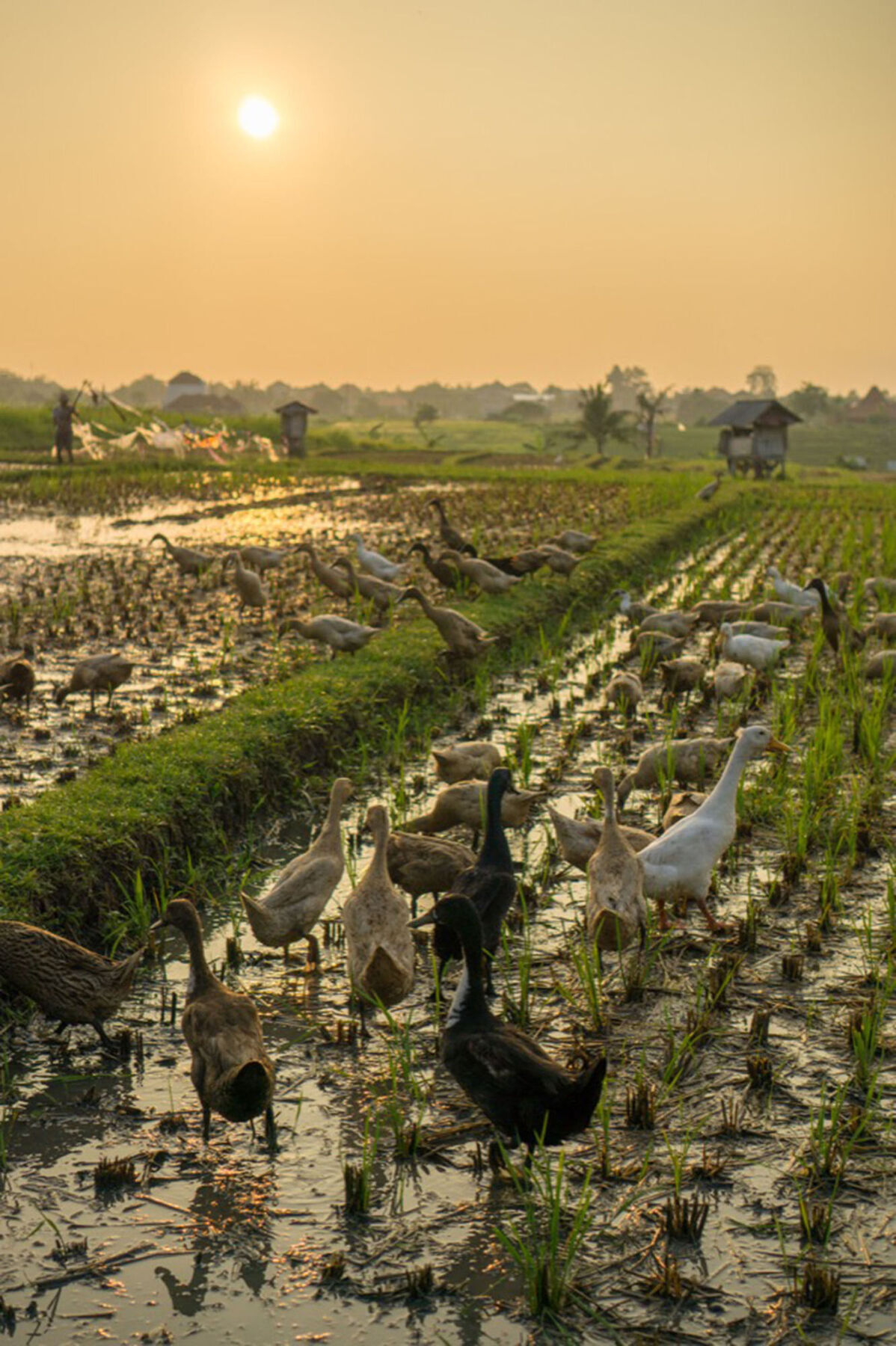 Sotis Villas Canggu  Ngoại thất bức ảnh