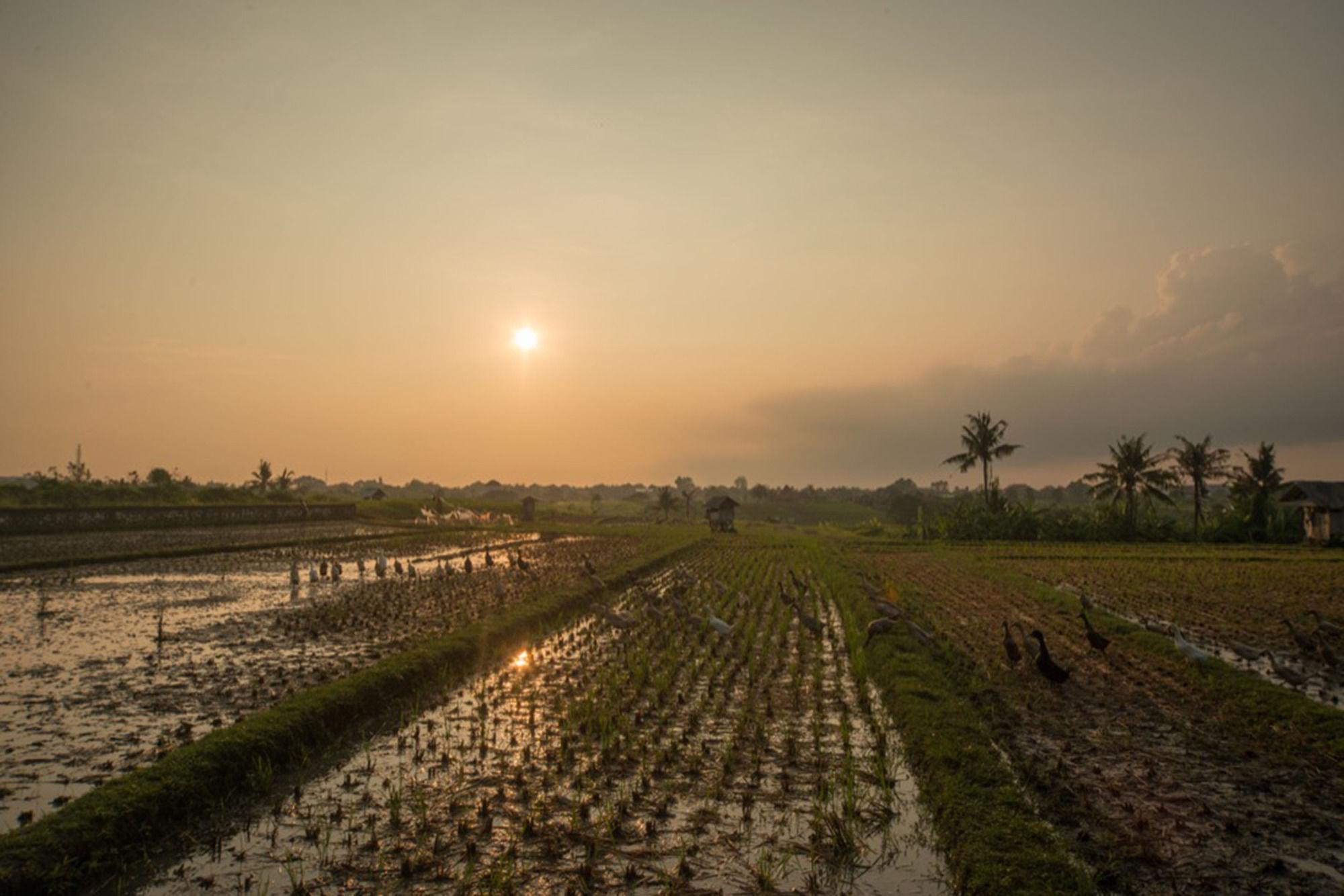 Sotis Villas Canggu  Ngoại thất bức ảnh